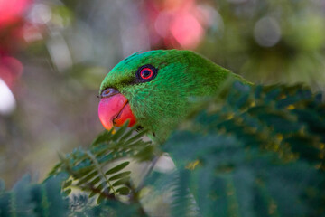 rainbow lorikeet parrot