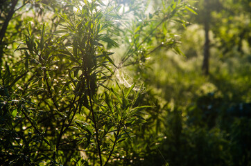 Fototapeta premium yarrow in the frost and morning mist by the pond