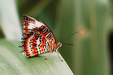 butterfly on leaf