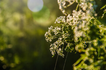 yarrow in the frost and morning mist by the pond