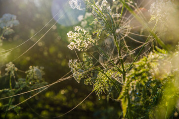 yarrow in the frost and morning mist by the pond