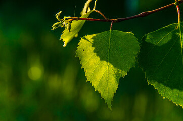 the sun's rays break through the birch leaves. Thick morning fog