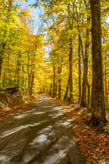 Fototapeta premium yellow autumn in the forest