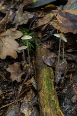 The common bonnet or mycena galericulata with their long stems, growing either side of a fallen branch.
