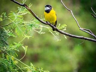 Obraz premium Golden Whistler On Branch