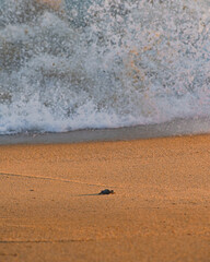 Newborn sea turtle during sunset at the beach