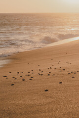Newborn turtles at the beach going to the ocean