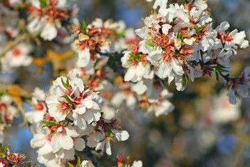 Almond Blossoms