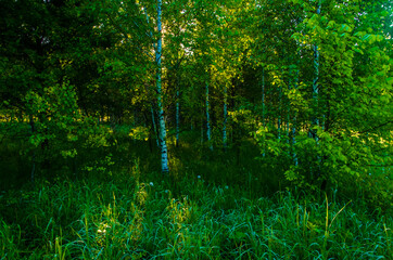 the sun's rays break through the birch leaves. Thick morning fog