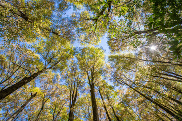 trees and sky