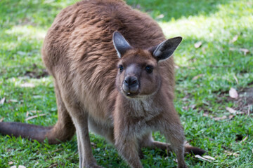 red kangaroo