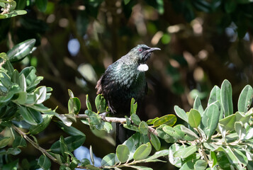 Tui bird in New Zealand 