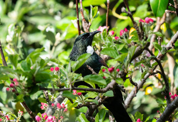 Tui bird in New Zealand among pink flowers