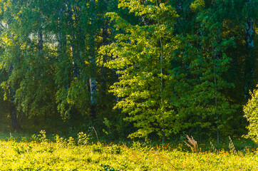 the sun's rays break through the birch leaves. Thick morning fog