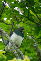 Kereru wood pigeon in a tree in New Zealand