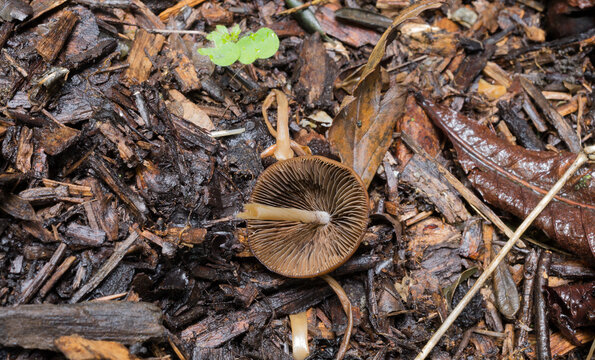 The gills of the liberty cap mushroom or psilocybe semilanceata.
