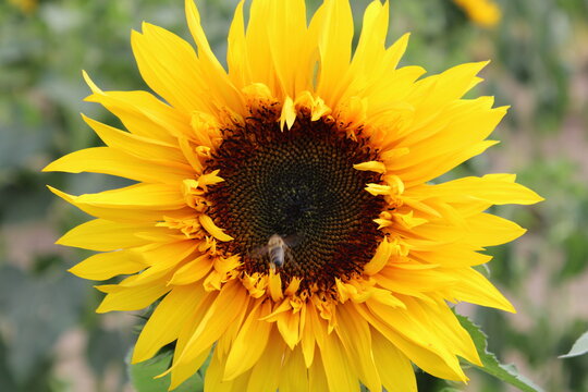sunflower with bee