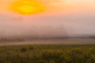 Thick mystical fog over a green forest. Juicy grass.