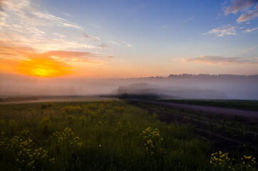 early morning. forest hiding in the fog. forest path
