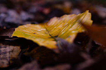 Yellow Leaf On Brown Leaves