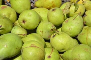 
Harvest from ripe juicy pears in sunny weather.