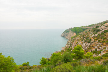Beautiful and peaceful nature near the sea. Wild pine tree forest over water and cliffs. Perfect desktop background. Profesionnal landscape photography