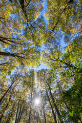 look up to the tree tops