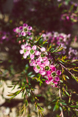 close-up of pink tea tree plant with flowers outdoor in sunny backyard