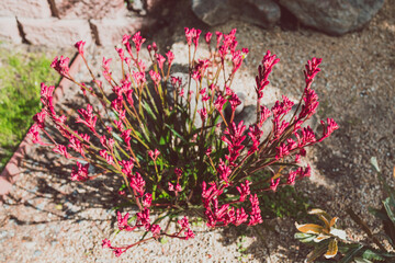 native Australian kangaroo paw plant with red flowers outdoor in sunny backyard