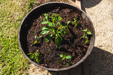 bell pepper plants outdoor in barrel pot in sunny vegetable