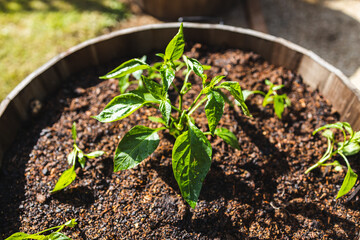 bell pepper plants outdoor in barrel pot in sunny vegetable
