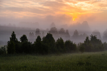 Thick mystical fog over a green forest. Juicy grass.