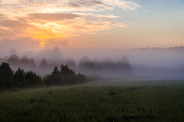 Thick mystical fog over a green forest. Juicy grass.