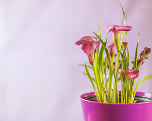 Close-up shot of calla flowers in a pink pot with lilac background and space for text