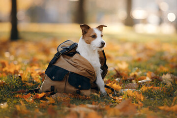 dog in a bag in the autumn park. Jack Russell Terrier in nature. pet outdoors