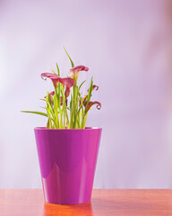 Close-up shot of calla flowers in a pink pot with lilac background and space for text