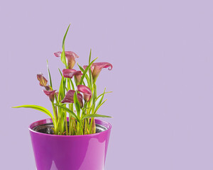 Close-up shot of calla flowers in a pink pot with lilac background and space for text