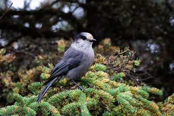 Close up Gray Jay portrait sitting on tree branch