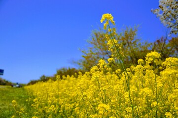 Obraz premium 菜の花