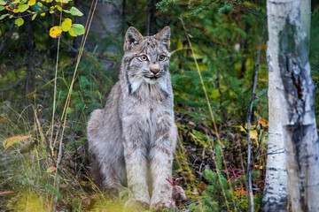 Naklejka na ściany i meble Close up wild lynx portrait in the forest looking away from the camera