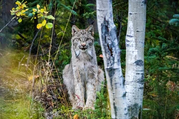 Fotobehang Close up wild lynx portrait in the forest looking at the camera © PhotoSpirit