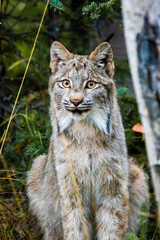 Close up wild lynx portrait in the forest looking away from the camera