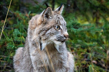Naklejka na ściany i meble Close up wild lynx portrait in the forest looking away from the camera