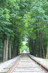 Obraz premium Green tall trees.