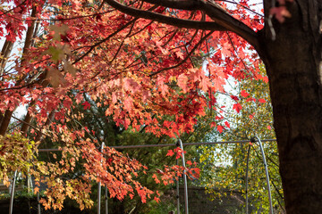autumn leaves on tree