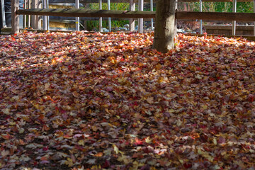 autumn leaves in the park