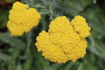 Gold yarrow plants.