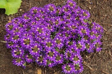 Bright violet flowers with bright white centers.