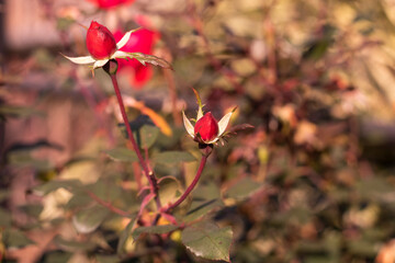 red rose flower