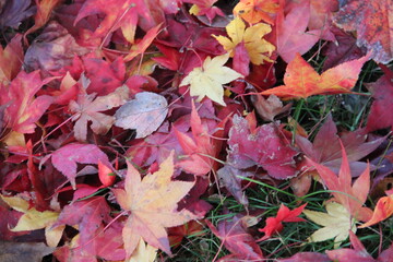 Autumn leaves on the ground.